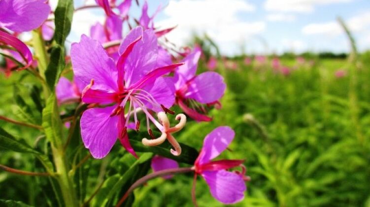 Fireweed inflorescence with indisputable benefits for men