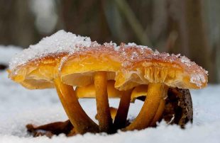 The winter mushroom