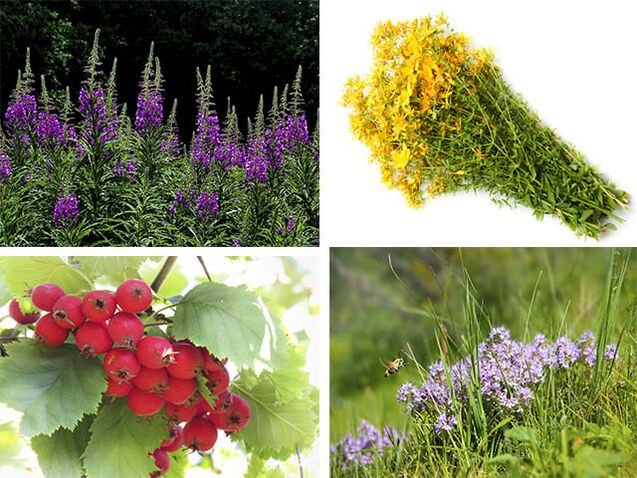 Useful herbal herbs - Ivan tea, St. John's wort, hawthorn and thyme
